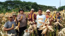 Polsek Babakan Madang Bersama Poktan Pancar Harapan Panen Jagung