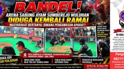 Bandel! Arena Sabung Ayam Sumberejo Wuluhan Diduga Kembali Ramai, Kapolsek Wuluhan: “Nanti Kami Cek”