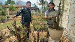 Babinsa Nagari Tarantang Komsos Pengrajin Bonsai, Peningkatan Diwilayah Binaan