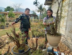 Babinsa Nagari Tarantang Komsos Pengrajin Bonsai, Peningkatan Diwilayah Binaan